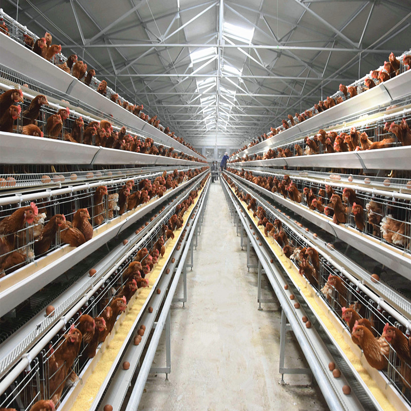 Hot Dipped Galvanized A Type Layer Chicken Cage For Farm
