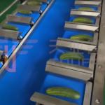 ISO Certified 12 Belt IP65 Fruit And Vegetable Packaging Machine Vegetable