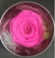 China Preserved Flowers/Preserved  Rose/ Preserved Carnation/Preserved Moss etc wholesale