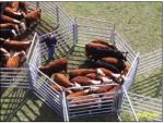 Simple Installation Galvanized Horse Fence Panels Pipe Panels For Horses