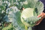 Organic Farm Insecticide bio pesticide manufacturers for Sustainable and Natural