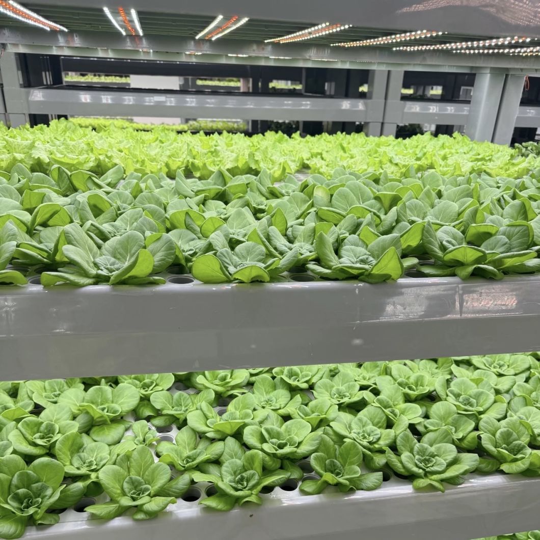 Containe Greenhouse for Leafy Veggies