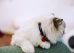 Woven Safe Cat Collars Personalised Quick Release Cat Collar Soft Buckle
