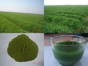 China 100% natural Bayley  grass powder,Organic Barley Grass powder,High quality Barley GrassPowder wholesale