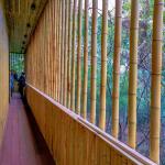 Raw Bamboo Pole 100% Natural for Gardening Construction and Decoration Top