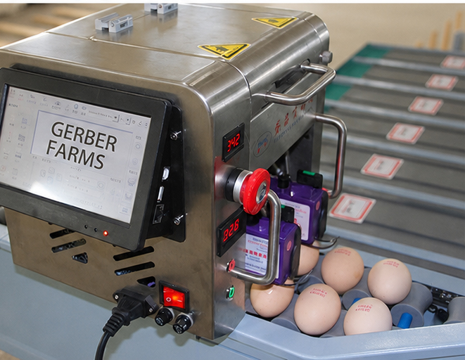 Stainless Steel Material 5 Grade Egg Sorter Grading and Candling Machine