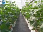 China Wholesale PP/PE Woven Weedmat /PP Woven Ground Cover/Weed Control Fabric