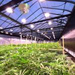 100% Shading Herb Light Deprivation Automatic Blackout Greenhouse In Colorado