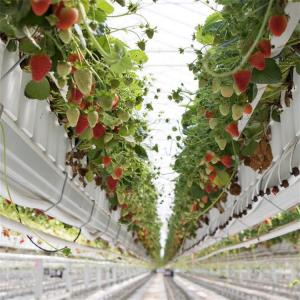 China Strawberry Plant Greenhouse Poly Film Tunnel Arch Plastic Film wholesale