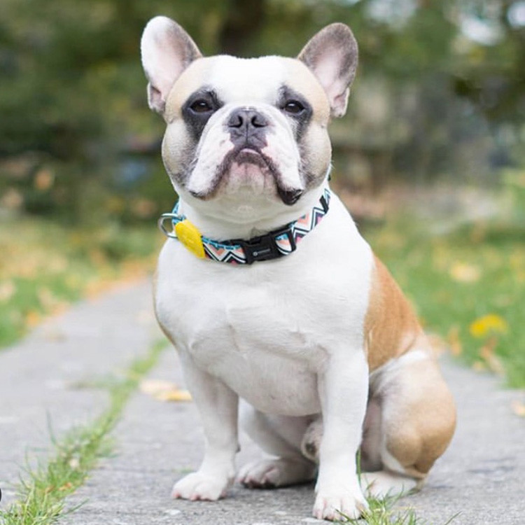 0.79 Inch 1.5 Inch Small Polyester Dog Collar And Lead Set Puppy Identification Collars