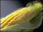 top quality zea mays corn silk extract --Zea mays L. -corn silk extract hair