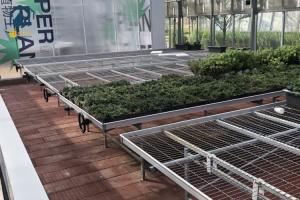 China Flower Growing Greenhouse Rolling Bench System Galvanized Nursery Bench Cultivation Seedbed wholesale