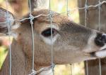 Heavy Duty Fixed Knot Square Deer Mesh Fence Corrosion Resistance Easy