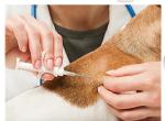 134.2KHZ 125KHZ RFID Glass Capsule Tag NFC Microchip For Animal