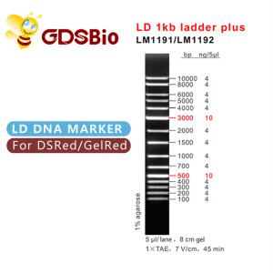 China 1000bp DNA Marker Electrophoresis , Gel Electrophoresis 1 Kb Dna Ladder wholesale