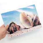 Large Format Premium Instant-Dry Glossy Coated 180gsm Photo Paper Rolls