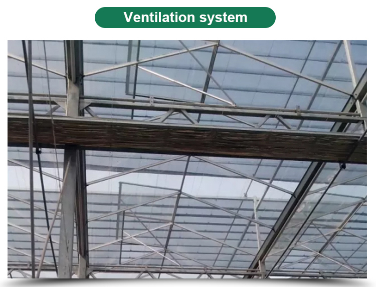 Glass for Outdoors Greenhouses Large Size and Hydroponic Nursery Sponge Advantage