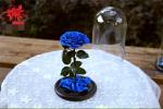Beautiful Rose Flowers Everlasting Rose Preserved Flower Eternal Rose in Glass