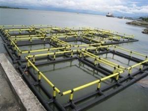 China 4sq. M To 200sq. M Circular Floating Fish Cage Diameter 6m To 90m wholesale