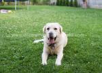No Fading Lead-Free Non-Toxic Soft Fake Artificial Grass For Pets
