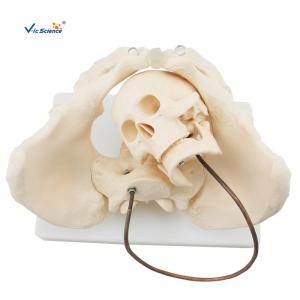 China Educational Anatomical Skeleton Model VIC-127 Birth Demonstration Model Medical wholesale