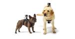 The Pet dog chest shoulder straps use for Sports cameras GP203
