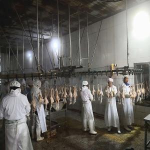 China 3000 Birds / H Poultry Slaughtering Equipment Chicken Slaughter Line 10000BPH wholesale