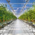 Multi Span Hyroponic Galvanized Float Venlo Greenhouse Glass Agricultural Kits