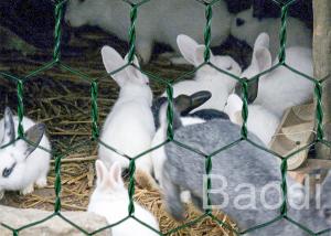 China Plastic Coated Chicken Wire Mesh Galvanized Iron Wire As Fencing Mesh wholesale