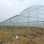 Multi Arch Plastic Film Rainout Shelter Greenhouse For Strawberry