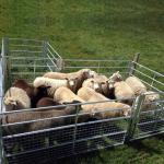 3mm Galvanised Sheeting Galvanized Livestock Fence Panels Protect Goat Sheep