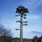 Telecommunication Monopine Camouflage Cell Tower