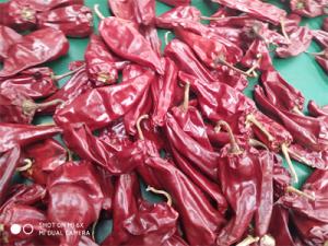 China Stemless Yidu Chili 10cm-15cm Red Jinta Chilli Pepper wholesale