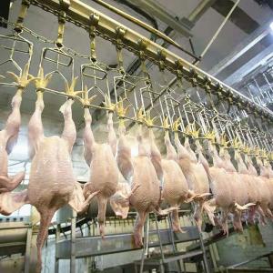 China 300-12000 Birds/H Chicken Slaughtering Line , CE Chicken Farm Machinery on sale
