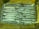 #3 90g 100g Individual Quick Frozen Pacific Saury