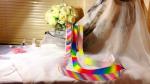 durable Rainbow Grosgrain Ribbon fashion design for Holiday Decoration
