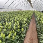 Chinese Origin Film Cover Greenhouse Setup Shipping Cost and Estimated Delivery