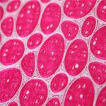 F50273 51"-52" width new design double african organza lace fabric for fashion