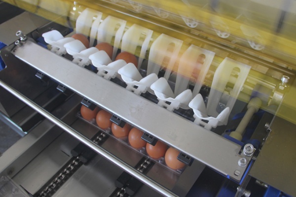 Egg Washing Grading Packing Machine Durable Large-Scale for Farm Processing Equipment