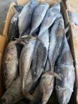 New Landing Delicious 100g 300g A＋ grade Frozen Bonito Fish for sale