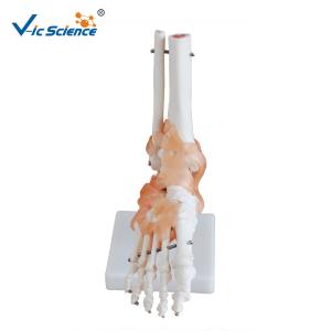 China Plasric Human Skeleton Model Life - Size Foot Joint With Ligaments Teaching Models wholesale