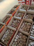 China fresh garlic export to Brazil by loose packing carton box.5.5-6.0cm