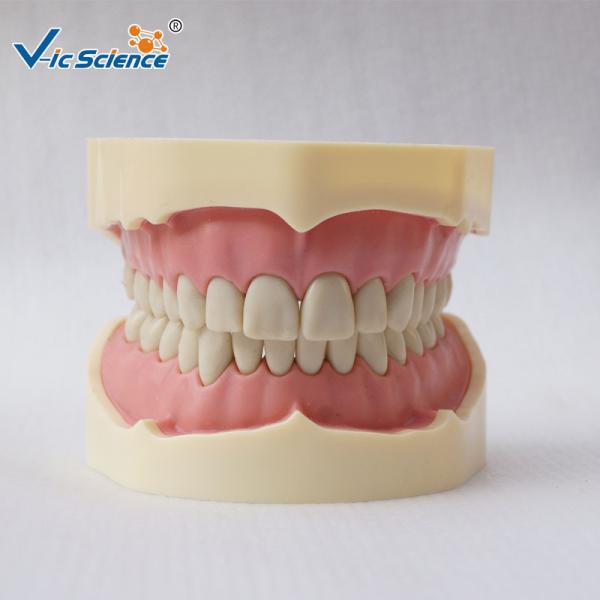 PVC Study Models In Dentistry Without Articulator VIC-A5-01 Copy Soft Gum 28pcs