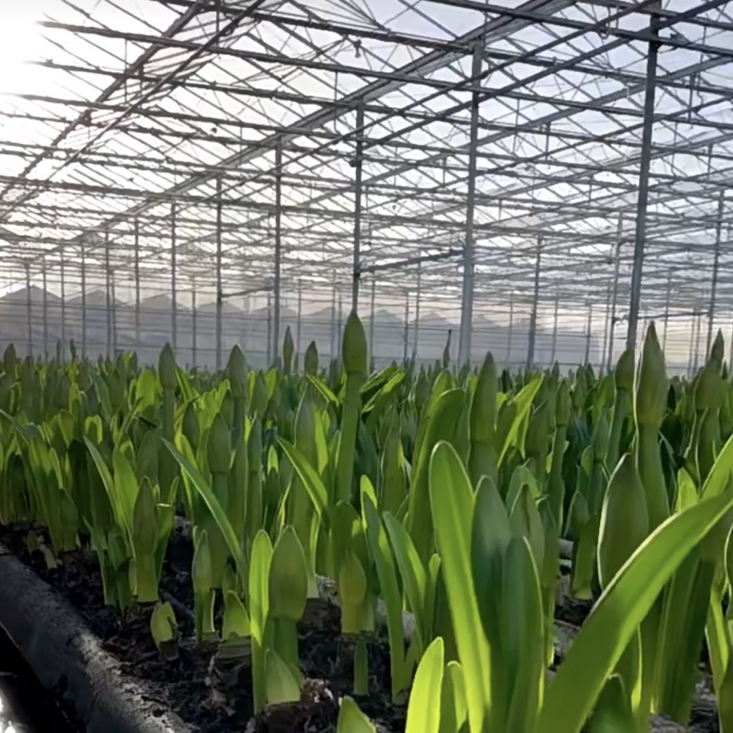 Blossom Haven with Glass Greenhouse