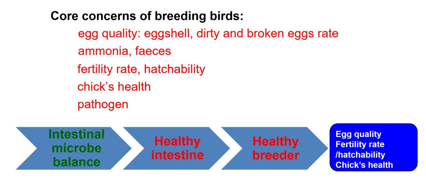 Blend Powder 200g/MT Probiotics For Animal Breeding Bird