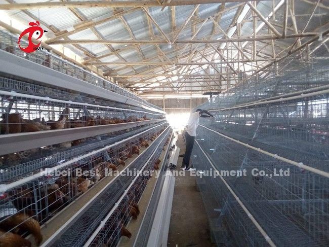 Laying Hens 256 Birds Battery Cage Poultry Farming In Zambia Sandy