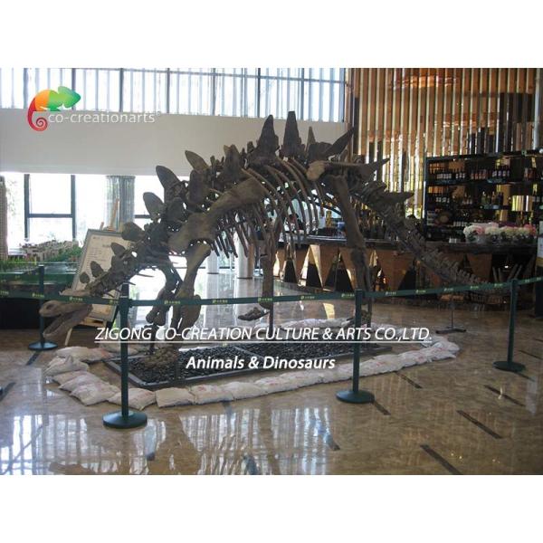 ISO Zigong Real Size Dinosaur Skeleton Replica For Museum Exhibition