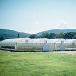 Tropical Roof Ventilation Strawberries Seedbed Nursery Multi Span Greenhouse