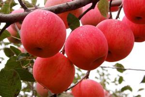 China 2018 exporter big red fuji apple (apple:fuji, huaniu, gala, golden,qingguan, red star) with Popular In Netherlands Rich wholesale