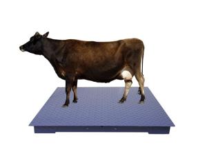 China High Precision Sensor Heavy Duty Floor Scales With Tread Plate wholesale